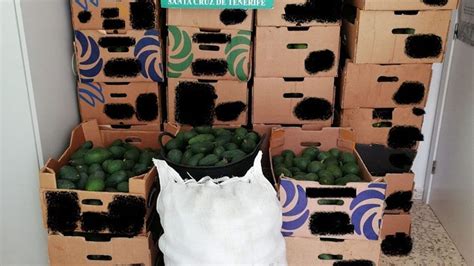 Tres Detenidos Por El Robo De Más De 5 Toneladas De Mangas Y Aguacates