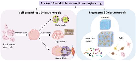 Advances In 3d Tissue Models For Neural Engineering Self Assembled Versus Engineered Tissue