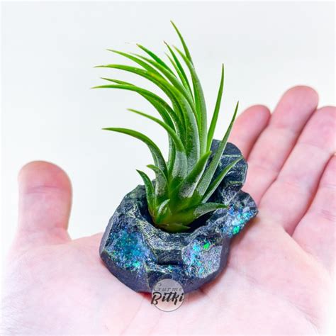 Gurme Bitki Tillandsia Ionantha Green M Crystal Stand Fiyat