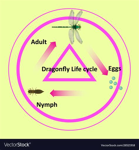 Life Cycle Of A Dragonfly Worksheet