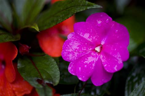 How To Grow And Care For New Guinea Impatiens Impatiens Flowers