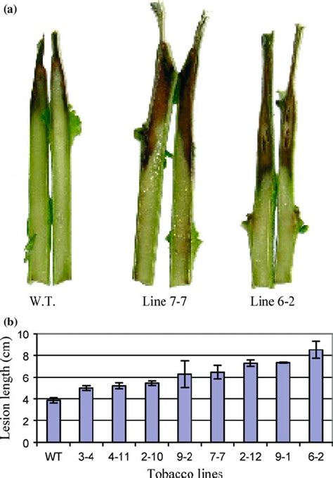 Disease Symptoms After Stem Inoculation Of Wild Type And Transgenic Download Scientific Diagram