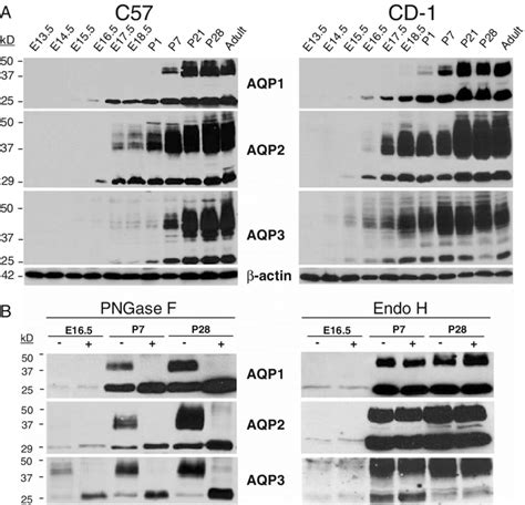 Expression And Maturation Of Aqp Aqp And Aqp In The Developing