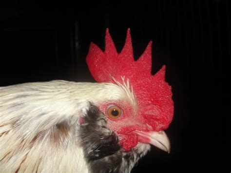 Bantam Salmon Faverolle Rooster, 7 months old | BackYard Chickens ...