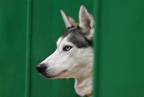 Los Padres Emiten Una Advertencia Despu S De Que El Perro De La Familia