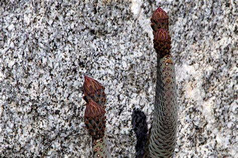 Desert Wildflowers - Beavertail Cactus