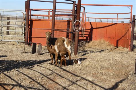 The Ranch Life of Savannah J.E.: The Goats