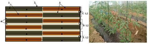 Improving Irrigation Water Use Efficiency And Maximizing Vegetable