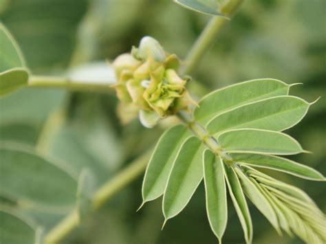 10 Seeds Senna Alexandrina Tropical Ornamental Multi Use | Etsy