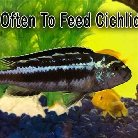 What Insects Can You Feed Cichlids DIY Seattle