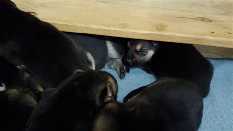 Athena Caspie Pups 2 Weeks June 2019 YouTube