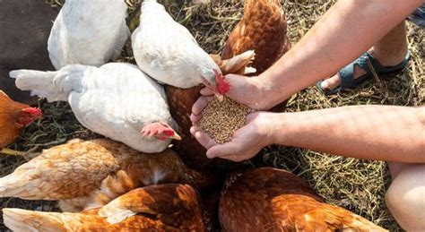 Manger à l heure des poules Comment adapter votre emploi du temps