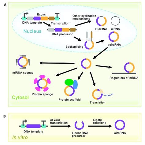 Schematic Diagram Of Circrna Synthesis In Vivo And In Vitro A Download Scientific Diagram