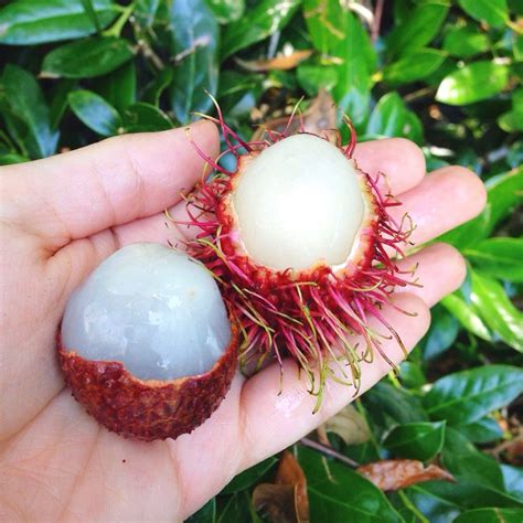 Lychee Fruit Health Benefits And More Artofit