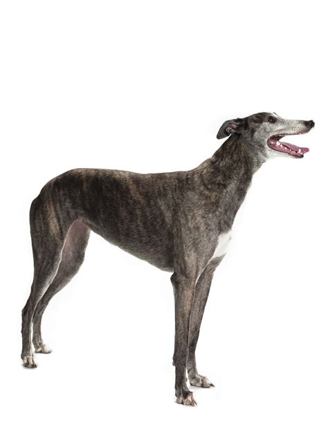 Combibreed Greyhound New Zoolyx