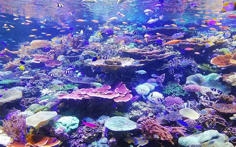 Coral Reef Oceanic Life Beautiful Aqua Aquatic Life Reef Marine