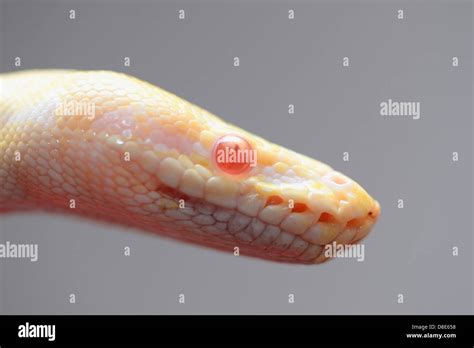 Burmese Python (Python molurus bivittatus), Albino Stock Photo - Alamy