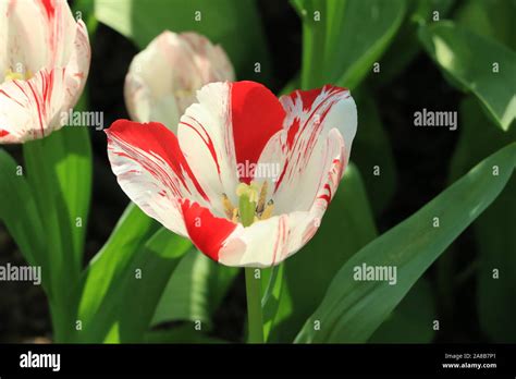 Red and White Tulip Stock Photo - Alamy