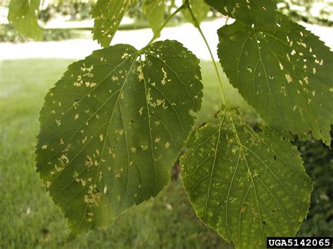 Basswood Leafminer Baliosus Nervosa On Linden Tilia Spp 5142065