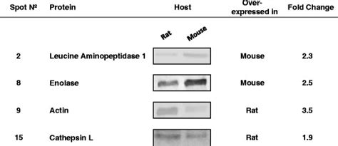 Western Blot Validation Of Several Differentially Expressed Protein Download Scientific Diagram