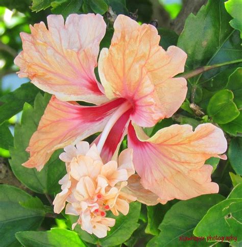 Double Peach Hibiscus Photograph By Atawhisper Photography Pixels