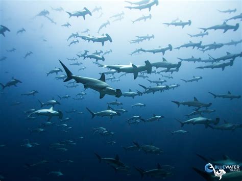 Galapagos Sharks - Shark Diving with a Purpose - Bluewater Dive Travel