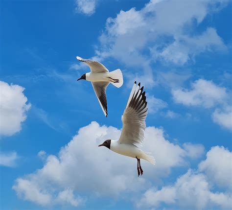 Burung Camar Gelombang Biru Udara Foto Gratis Di Pixabay Pixabay