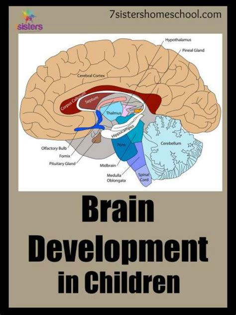 Brain Development in Children - 7sistershomeschool.com