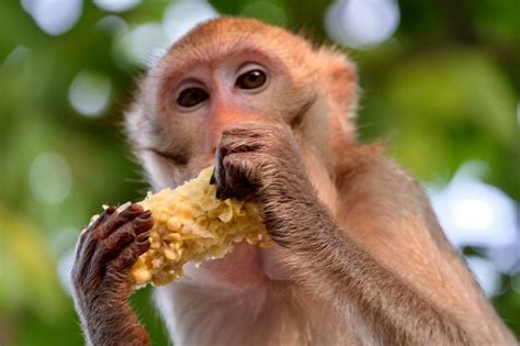 Premium Photo Close Up Of Monkey Eating Food