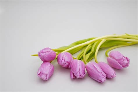 Premium Photo A Bunch Of Purple Tulips On A White Background