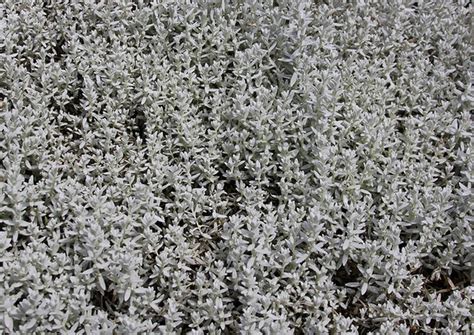 金博宝博彩Jerusalem Star Cerastium tomentosum North Carolina Extension