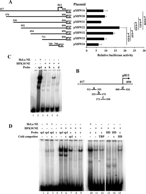 Identification Of A Transcriptional Repressor Element That Affects P