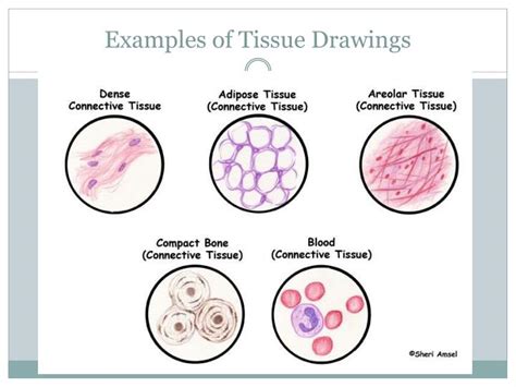 Reticular Connective Tissue Drawing