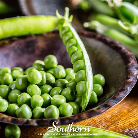 Peas Green Arrow Pisum Sativum 25 Seeds Southern Seed Exchange