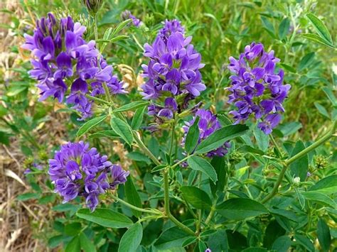 Люцерна НСП | Alfalfa NSP - Сайт дистрибьютора NSP