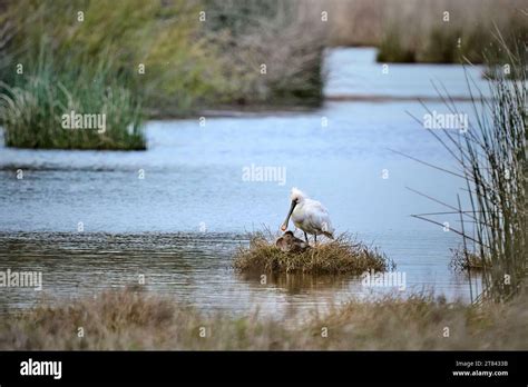 Common Spoonbill Bird In Its Natural Habitat Of Doñana National Park