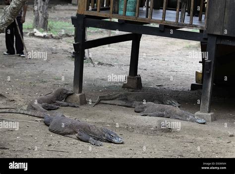 Komodo dragon diet High Resolution Stock Photography and Images - Alamy