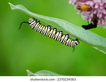 Monarch Caterpillar Crawling Milkweed Leaf Stock Photo