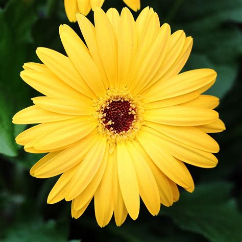 Yellow Gerbera Daisy Flower At Rs 20piece Gerbera Flower In Mysore