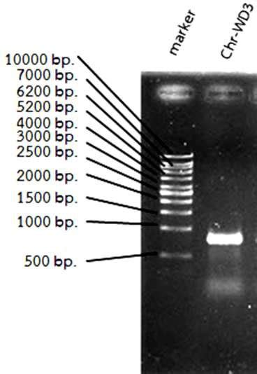 Agarose Gel Electrophoresis Analysis Of Amplification Of 18s Rrna Gene