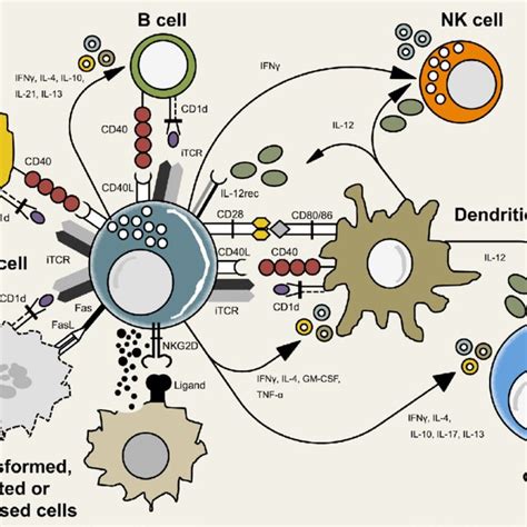 Potential And Already Implemented Invariant Natural Killer T Cells