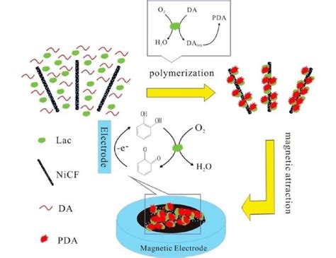 Schematic Preparation Of Pda Lac Nicnfs Composite And Biosensors [96