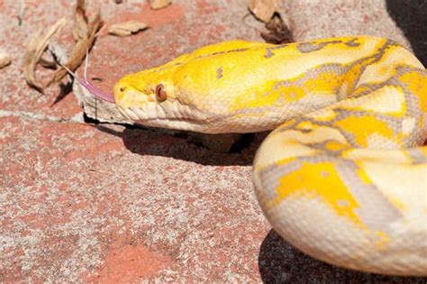 Yellow Reticulated Python Pigeon Forge Vacation Rentals