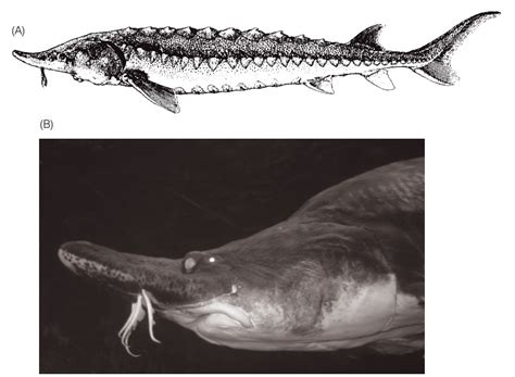 Acipenseridae - Class Actinopterygii, Subclass Chondrostei, Order ...