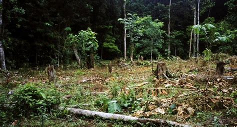 Ni Os Hallados En Guaviare Revelaron C Mo Sobrevivieron En La Selva Pro