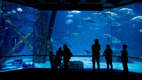 Audubon Aquarium Of The Americas In New Orleans - Aquarium Views