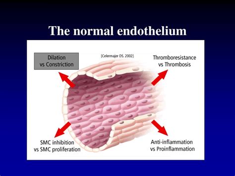 Ppt Endothelial Dysfunction In Hypertension Powerpoint Presentation Id 828396