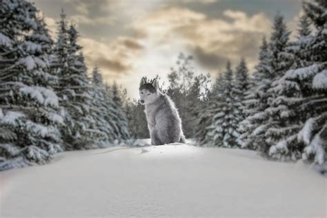 4k Wolf Winter Maria Yaropolskaya Sky Snow Photography Blurred