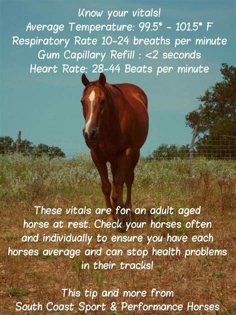 Horse Care Tips Know Your Horse Vitals Vital Signs For Horses