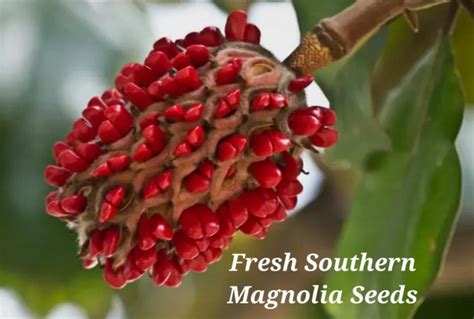 20 Fresh Southern Magnolia Seeds SALE Free Planting Guide - Etsy